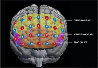 The promising fNIRS: Uncovering the function of prefrontal working memory networks based on multi-cognitive tasks